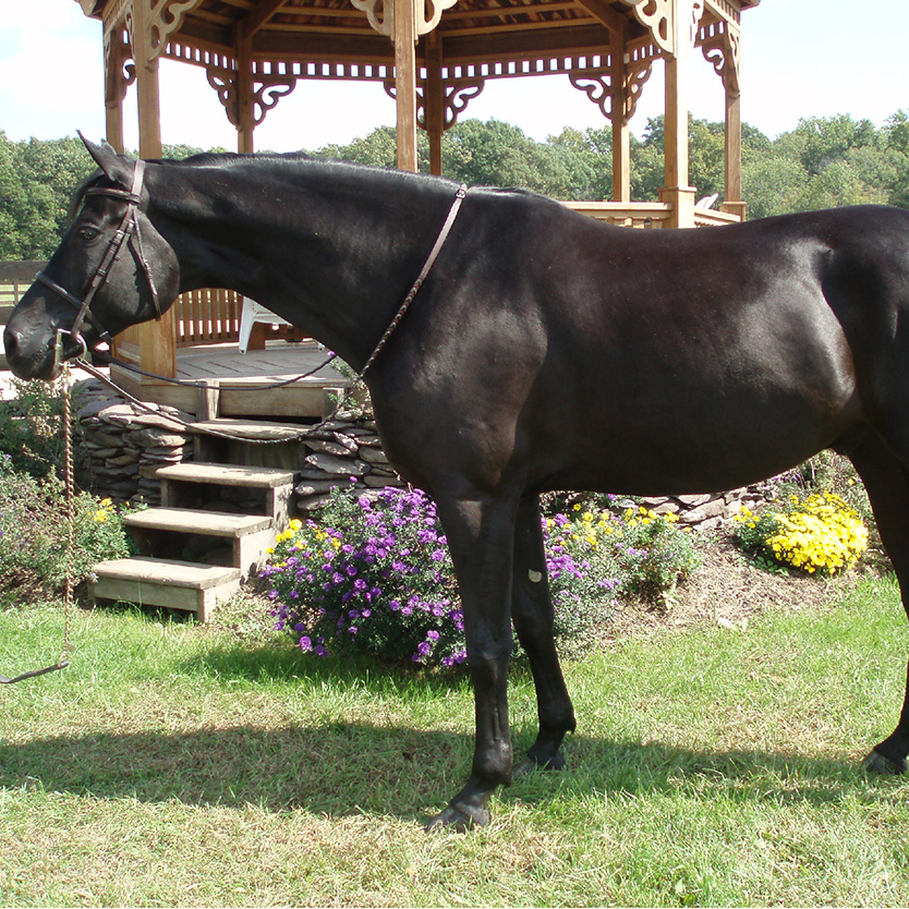 A black horse standing in the grass near a gazebo.