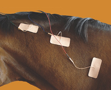 A horse with its back turned and some wires attached to it's ear.