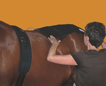 A woman is grooming the horse 's back.