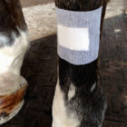 A close up of the leg of a cat with bandages on it.