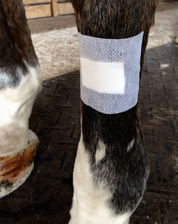 A close up of the leg of a cat with bandages on it.