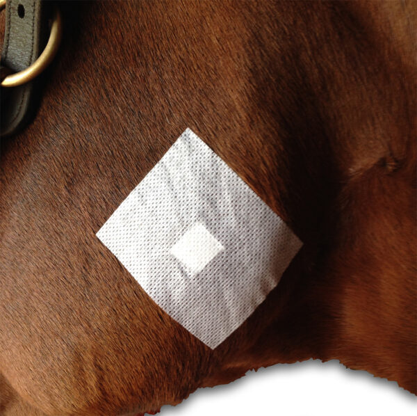 A horse with its head bandaged up.