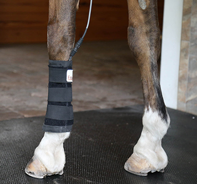 A horse wearing a leg brace on its hind legs.